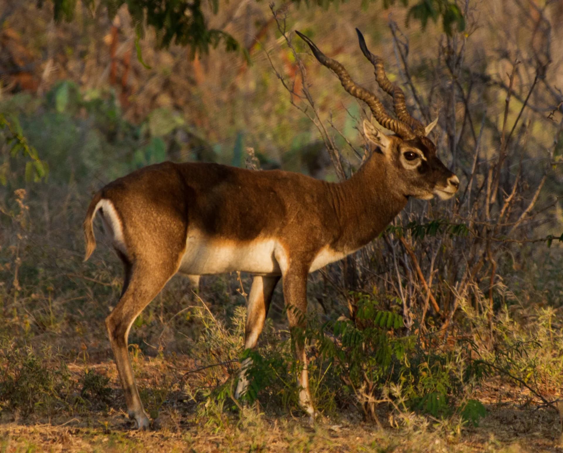 Rehekuri Blackbuck Sanctuary