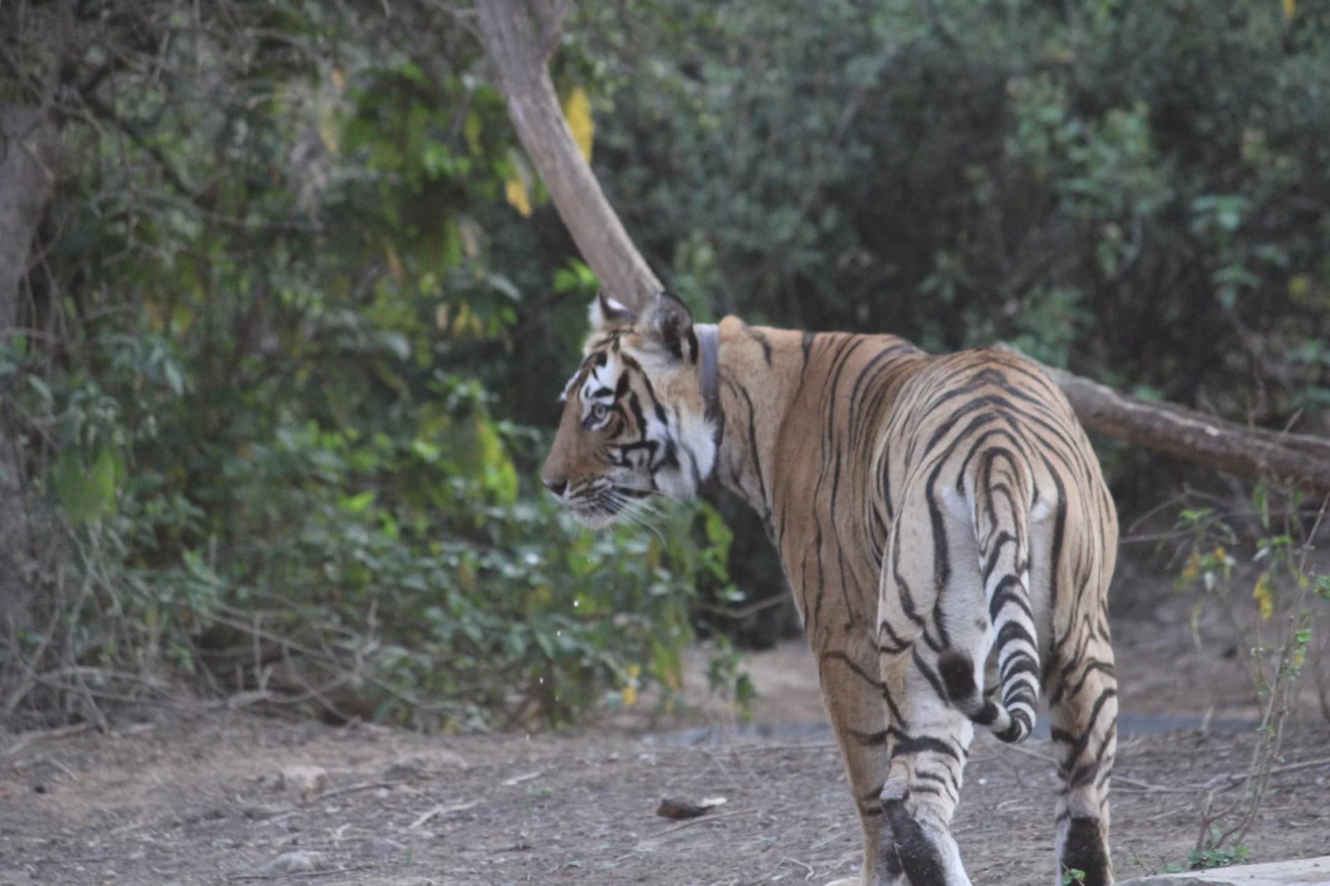 Sariska Tiger Reserve