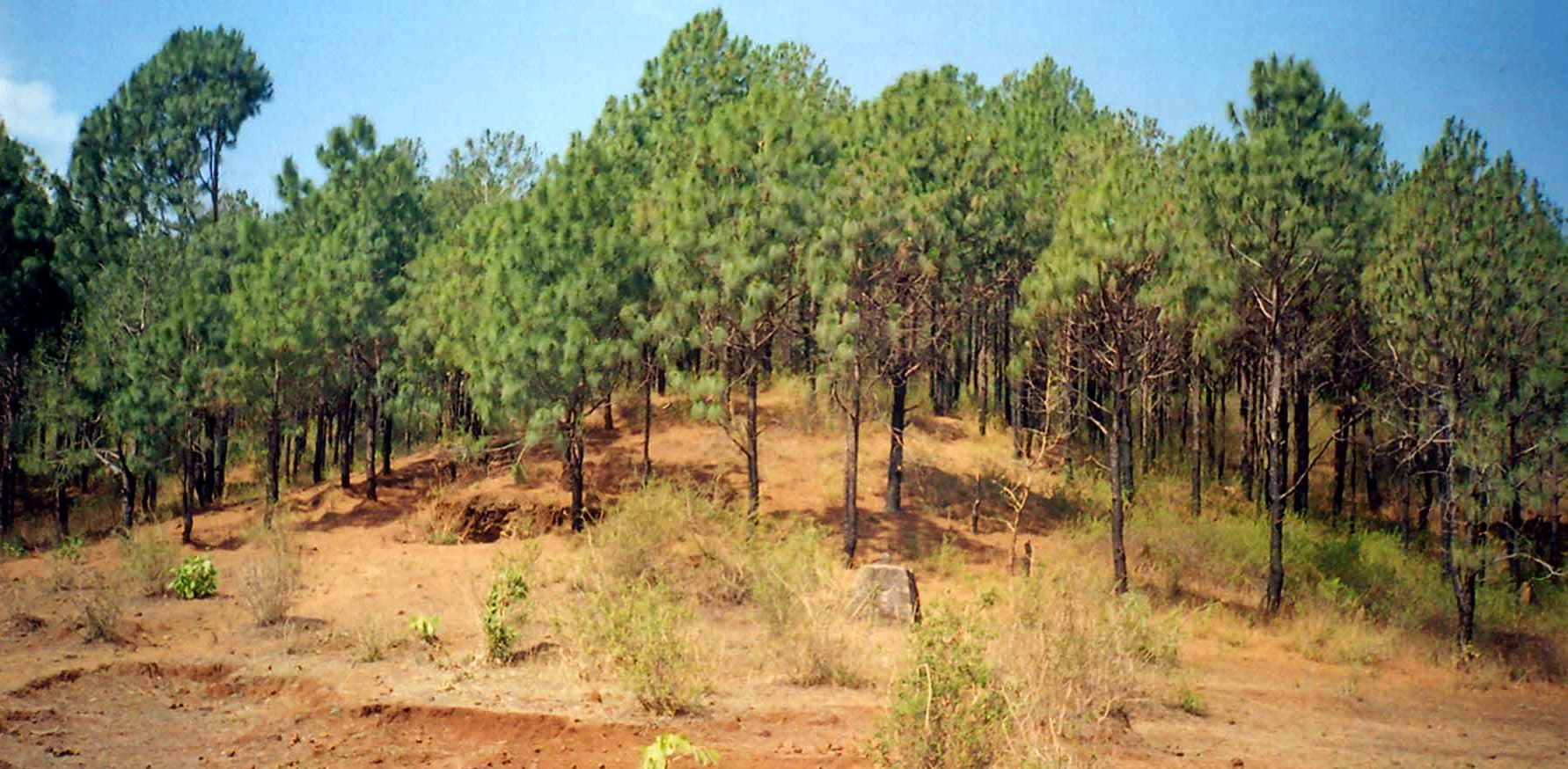Narmada Udgam Temple - Image 4
