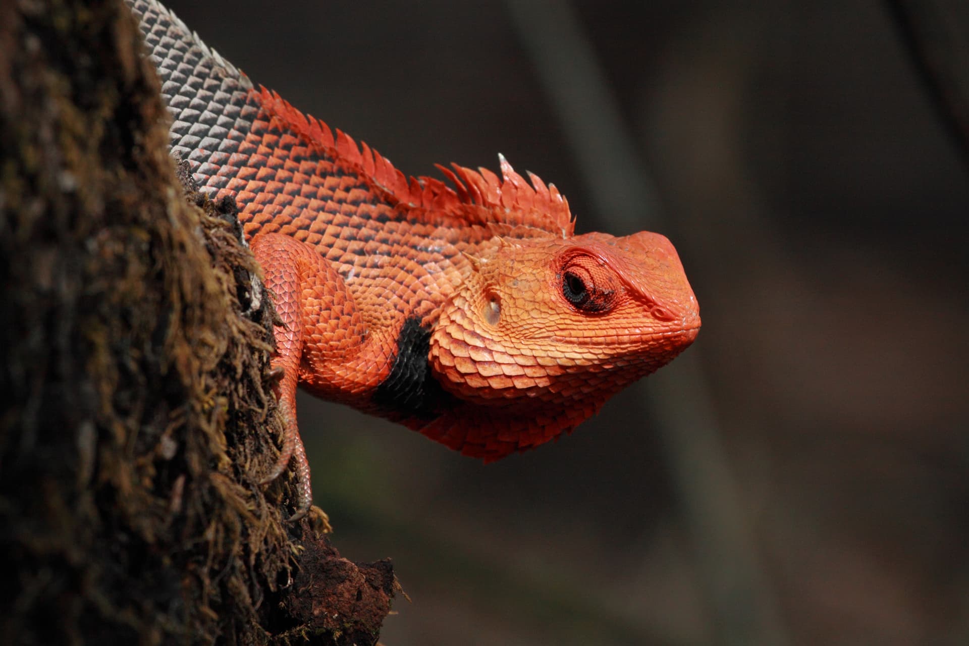 Chandoli National Park