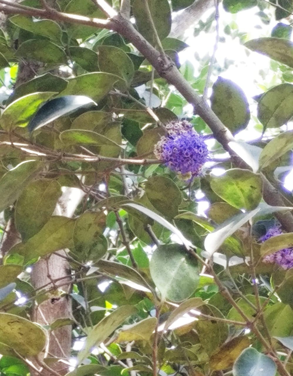 Radhanagari Wildlife Sanctuary - Image 2