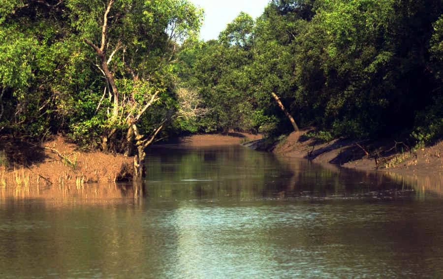 Bhitarkanika Mangroves