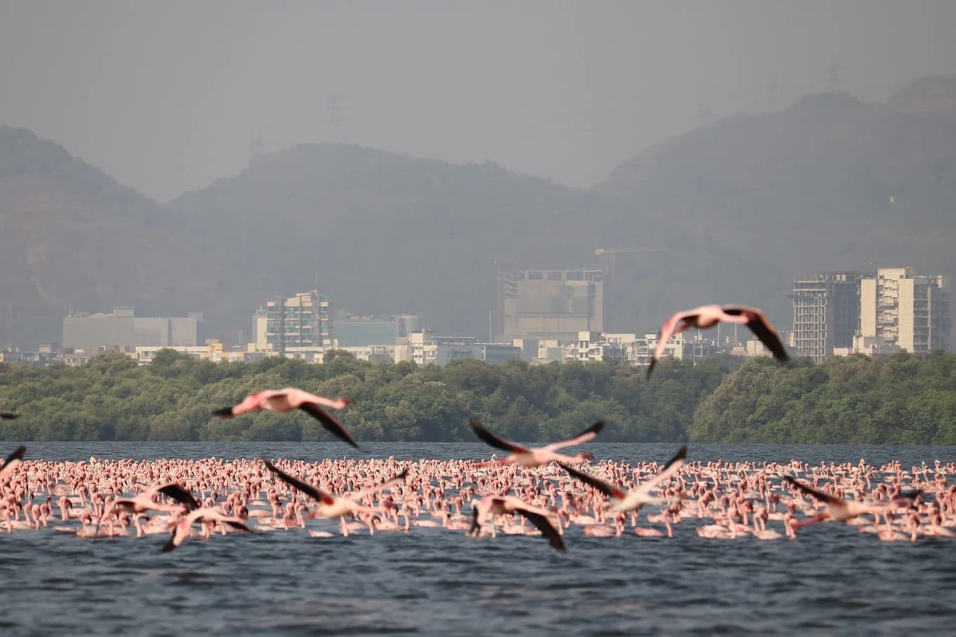 Thane Creek Flamingo Sanctuary