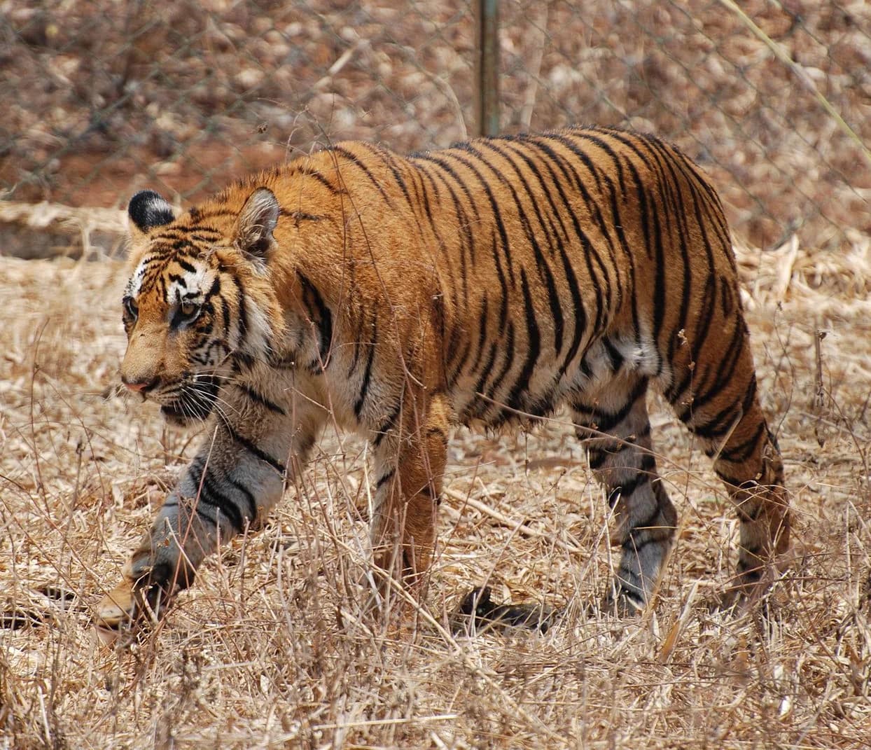 Nagarhole Tiger Reserve