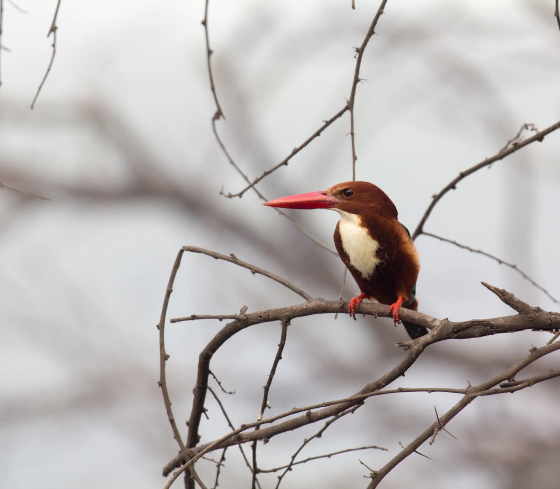 Sultanpur National Park