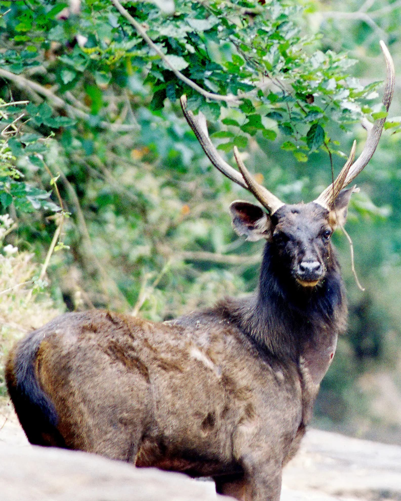 Kalesar National Park